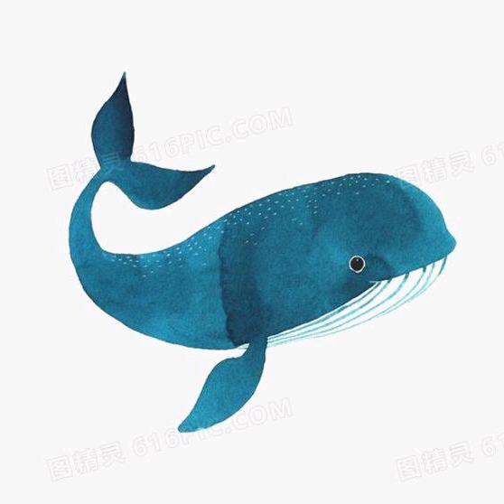 富贵🐋鱼