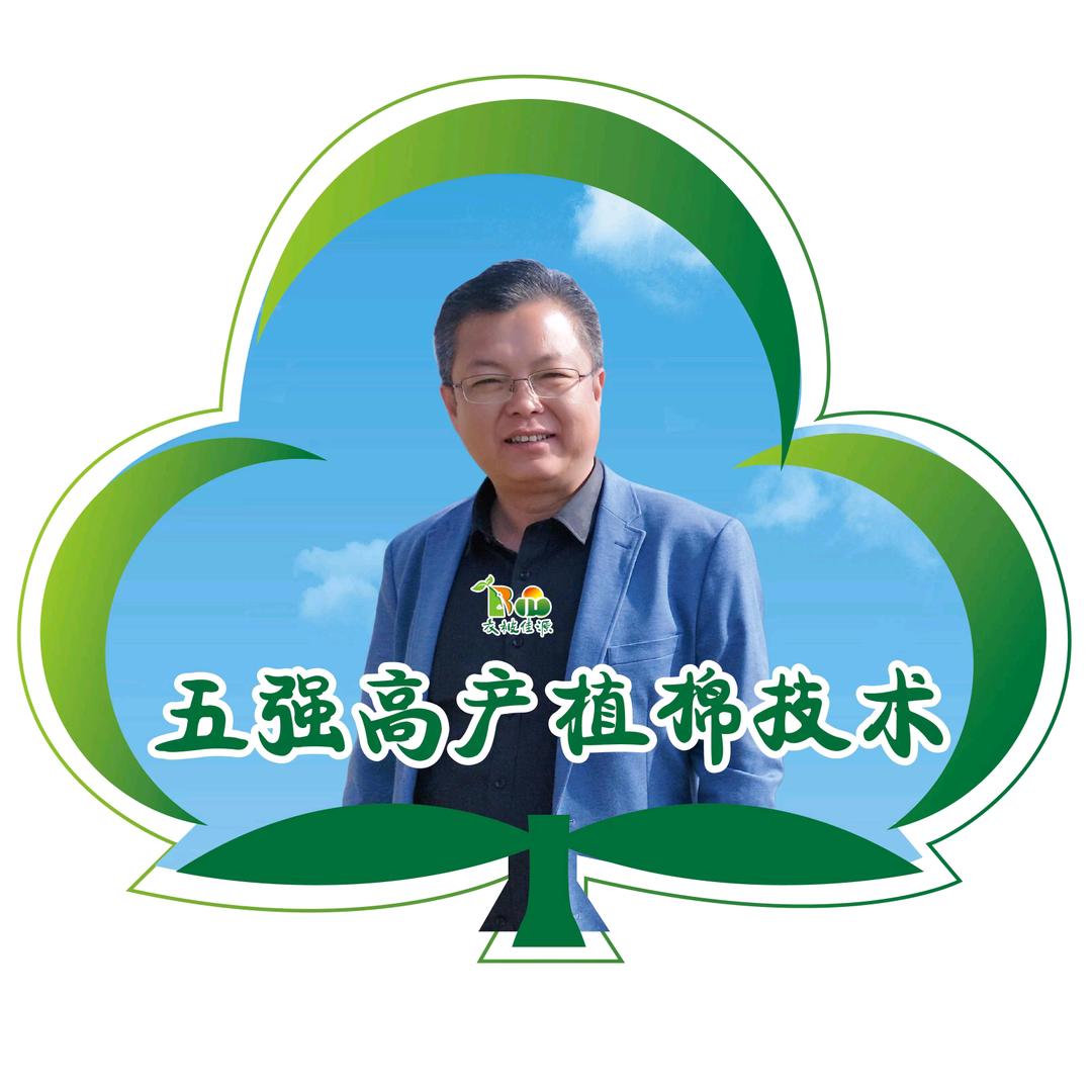 棉花课代表常同学严选店麦棉套种