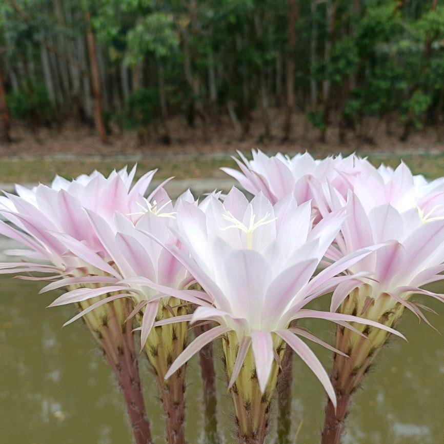 小可爱