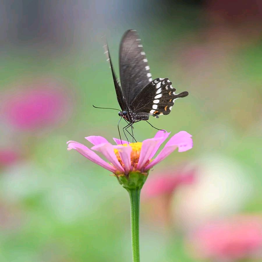 宁静致远🌸