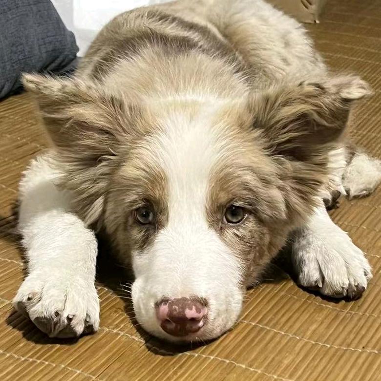 边牧奶糖🍬是只红陨石