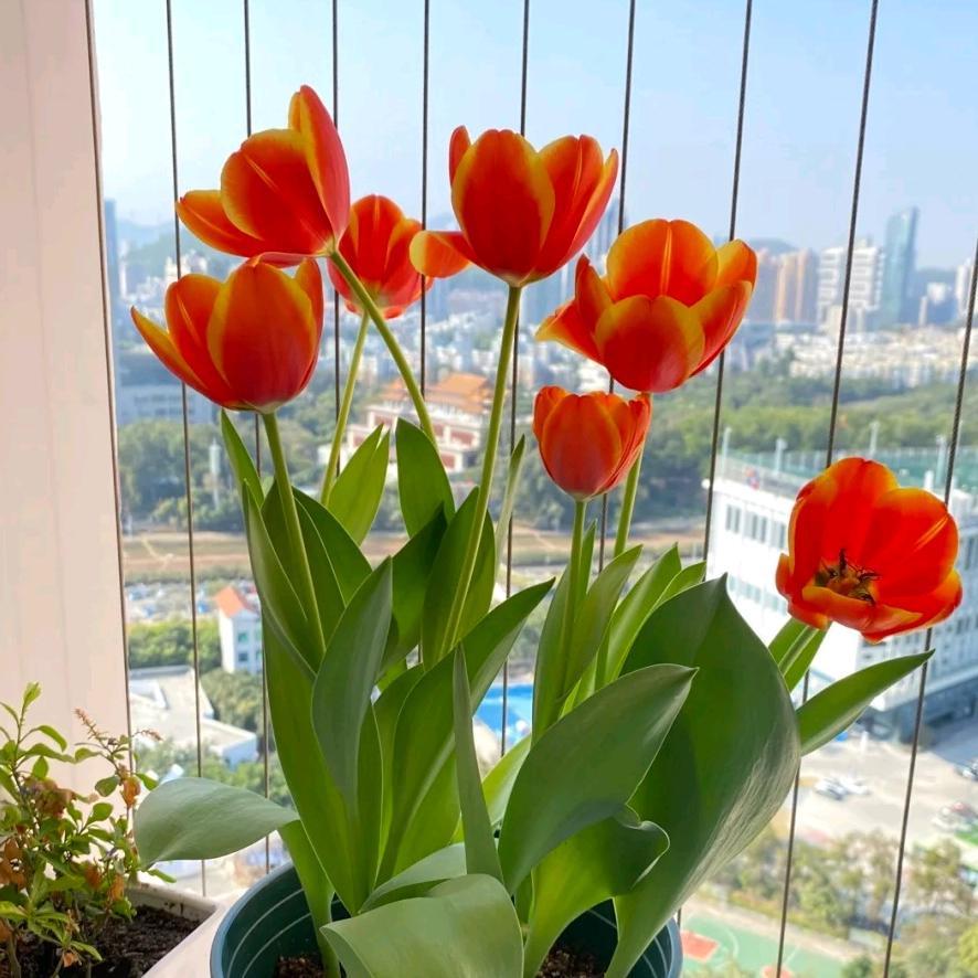 云南花帮主园艺