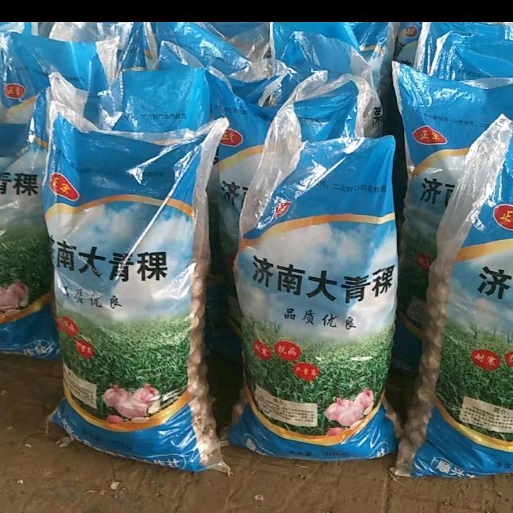 济南宽叶大青棵蒜种代办（盛皓蒜业）