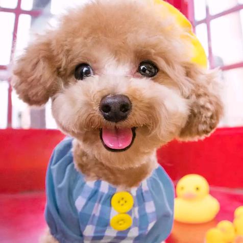 线割老炮（北部悍匠全自动穿丝江苏代理）