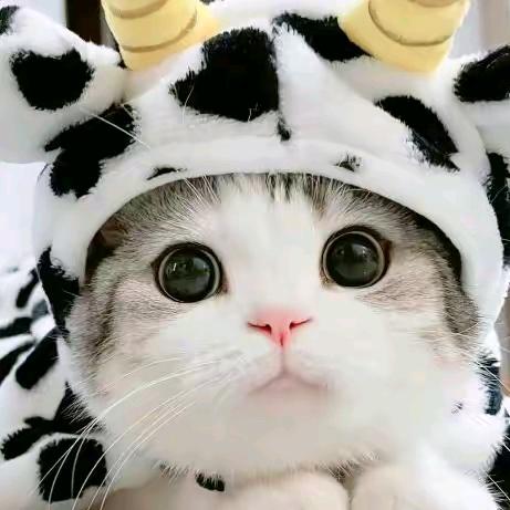 猫小姐、
