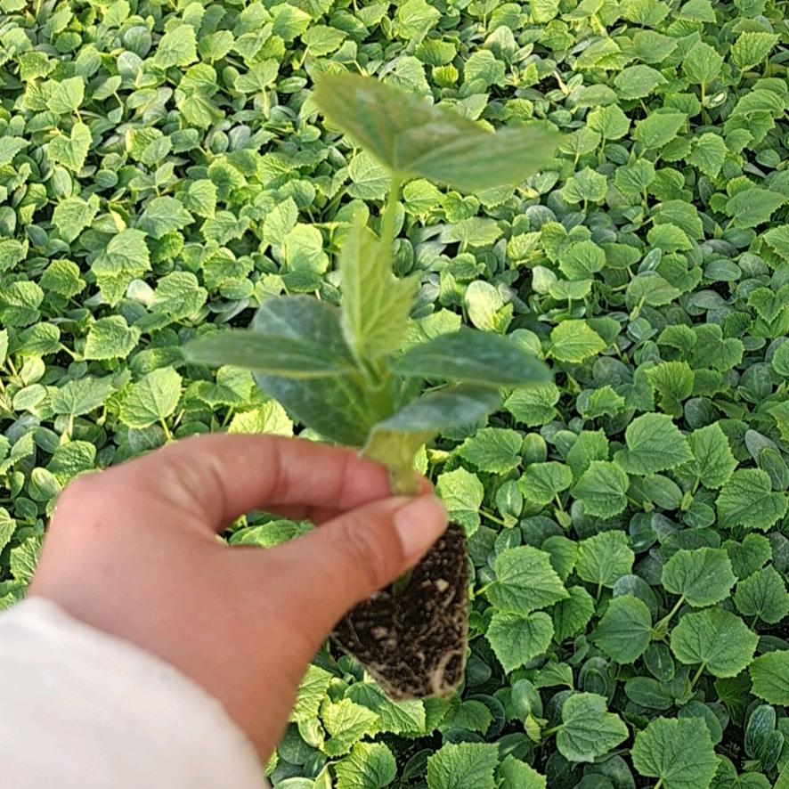 内黄县众收种苗育苗基地