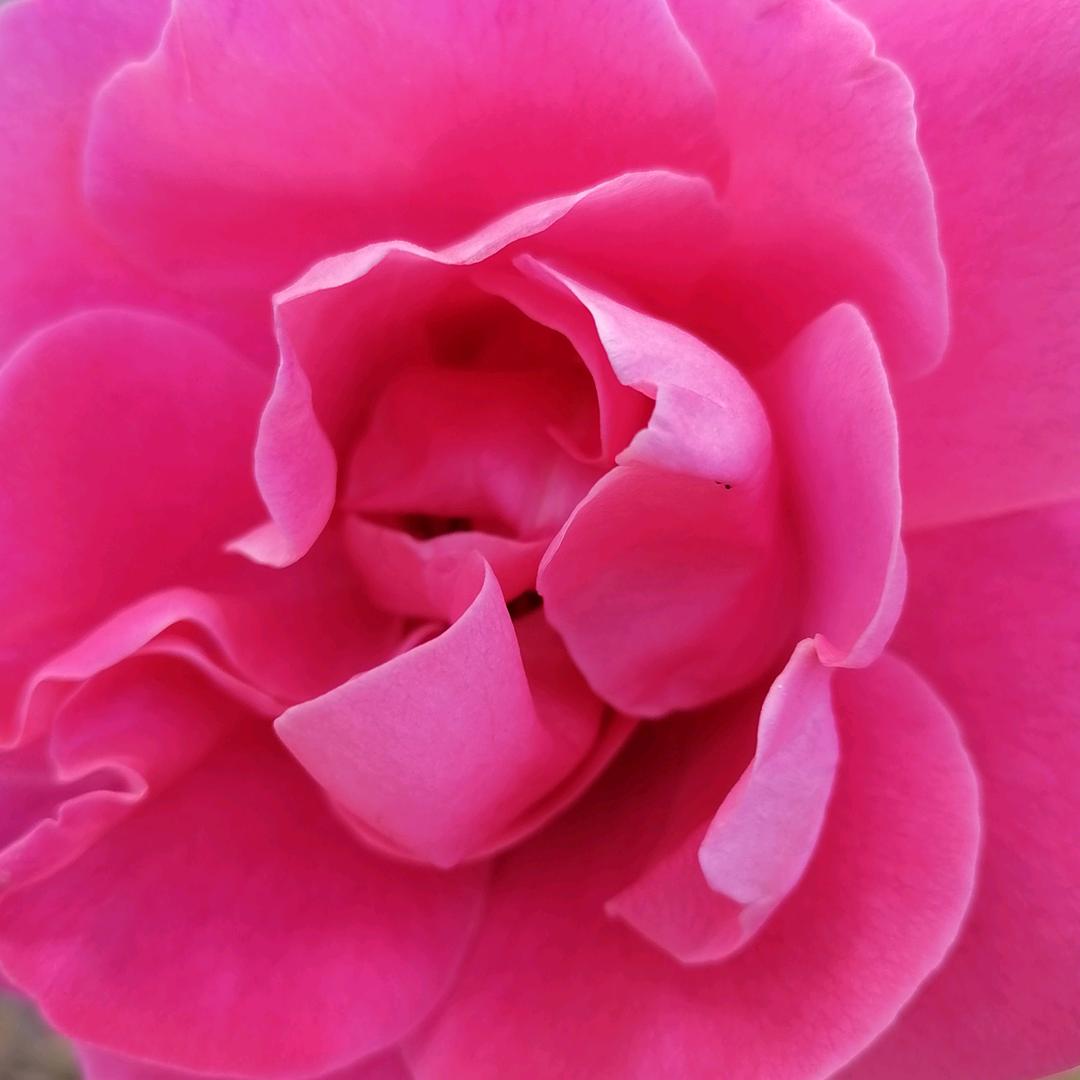 一笑倾城 只为你醉