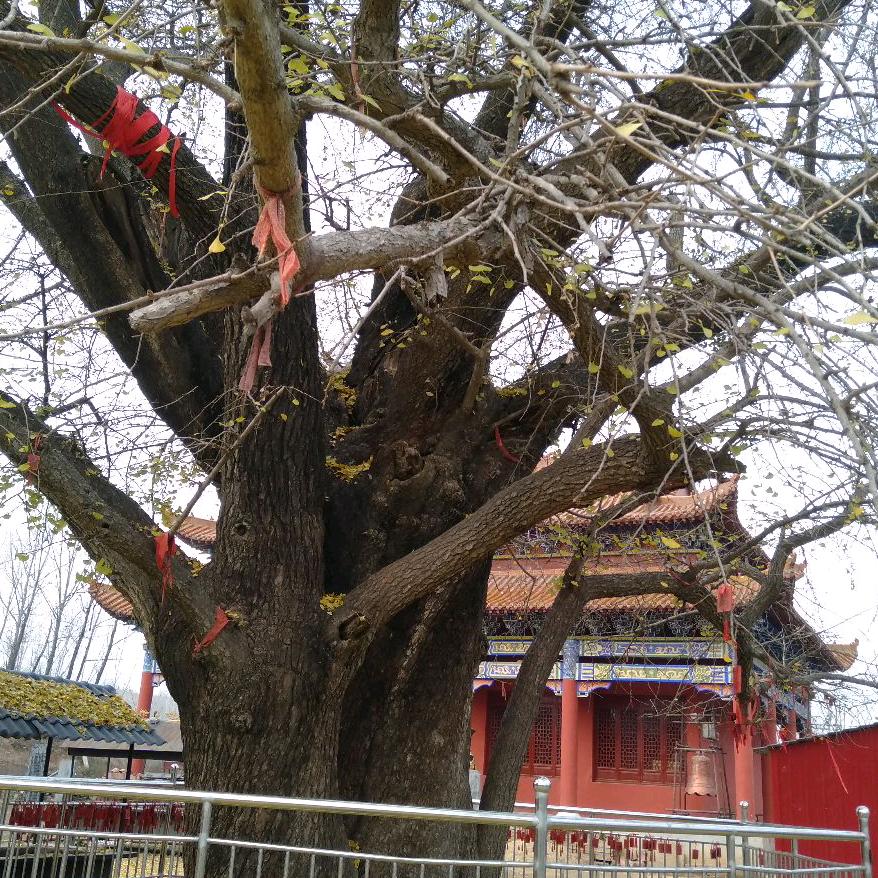 雁过寒潭