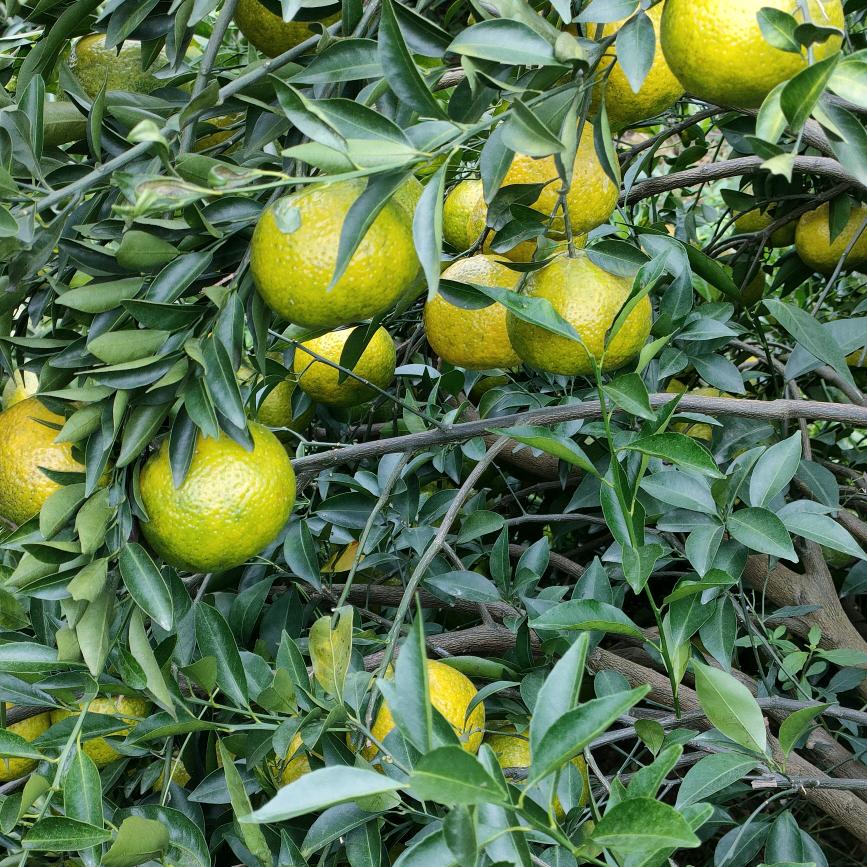 《陈皮》小哥哥