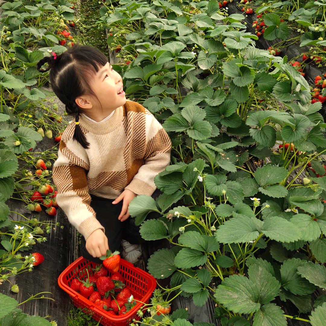 山野菜