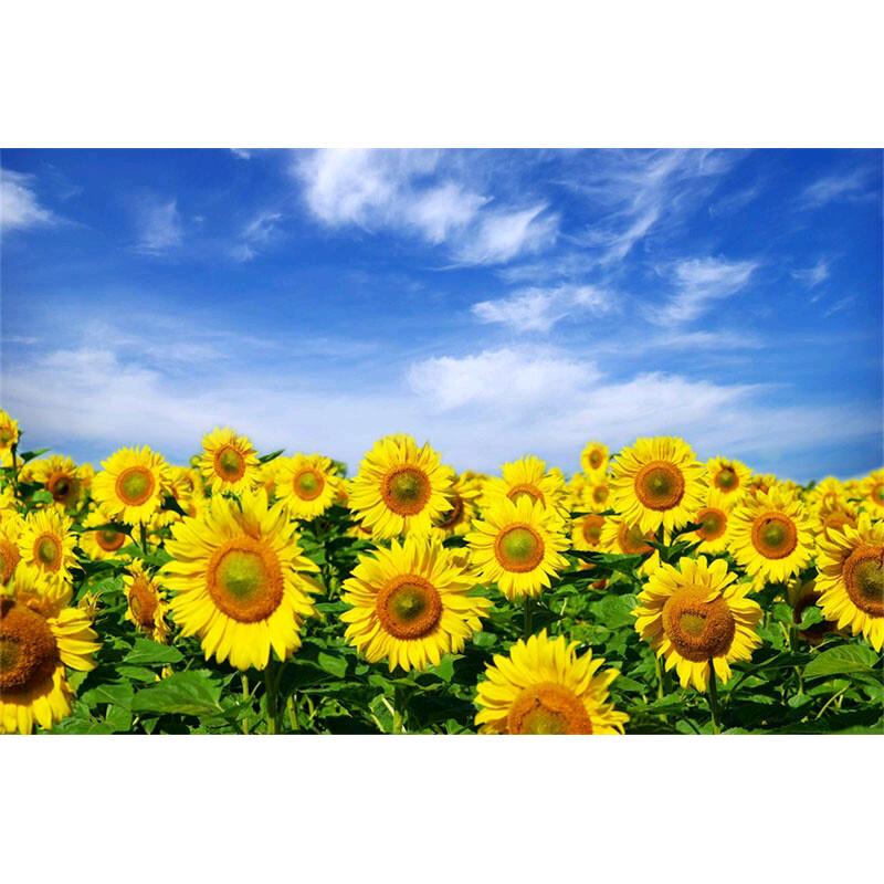 一善🌻向日葵🌻