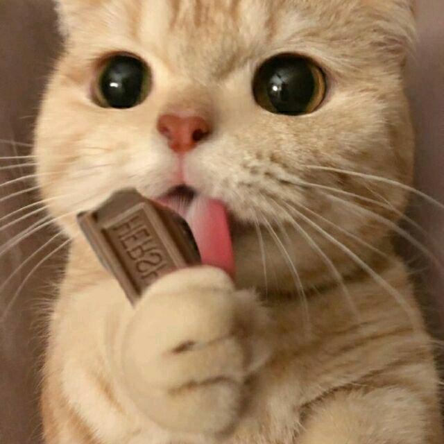 小庆😋