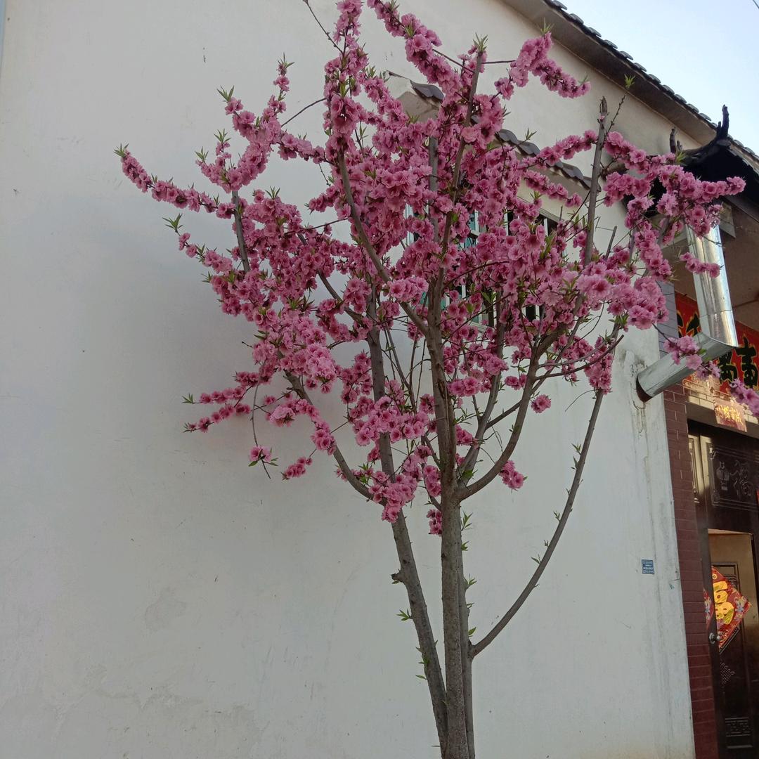 老刘建筑队