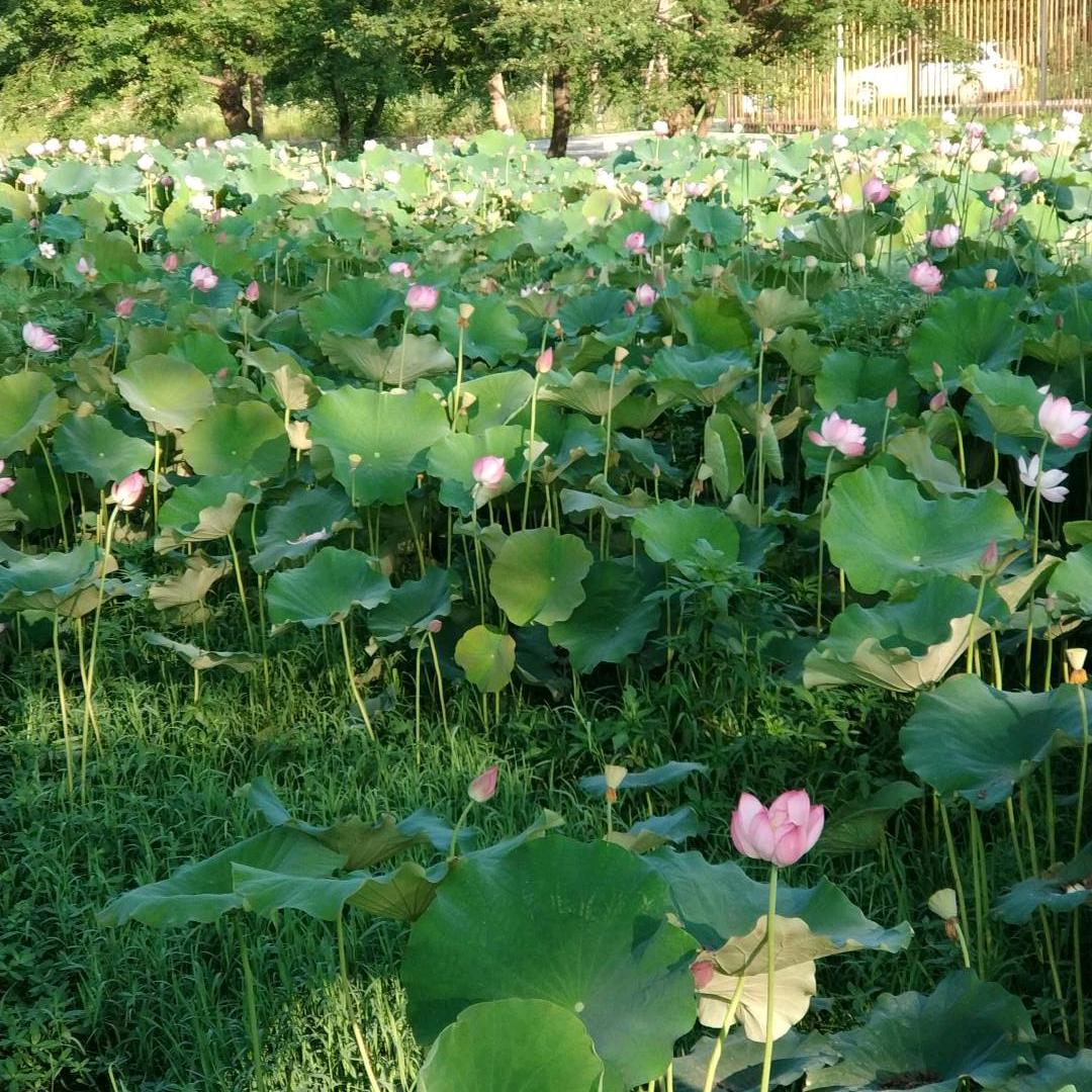 平平淡淡（拒绝连赞）