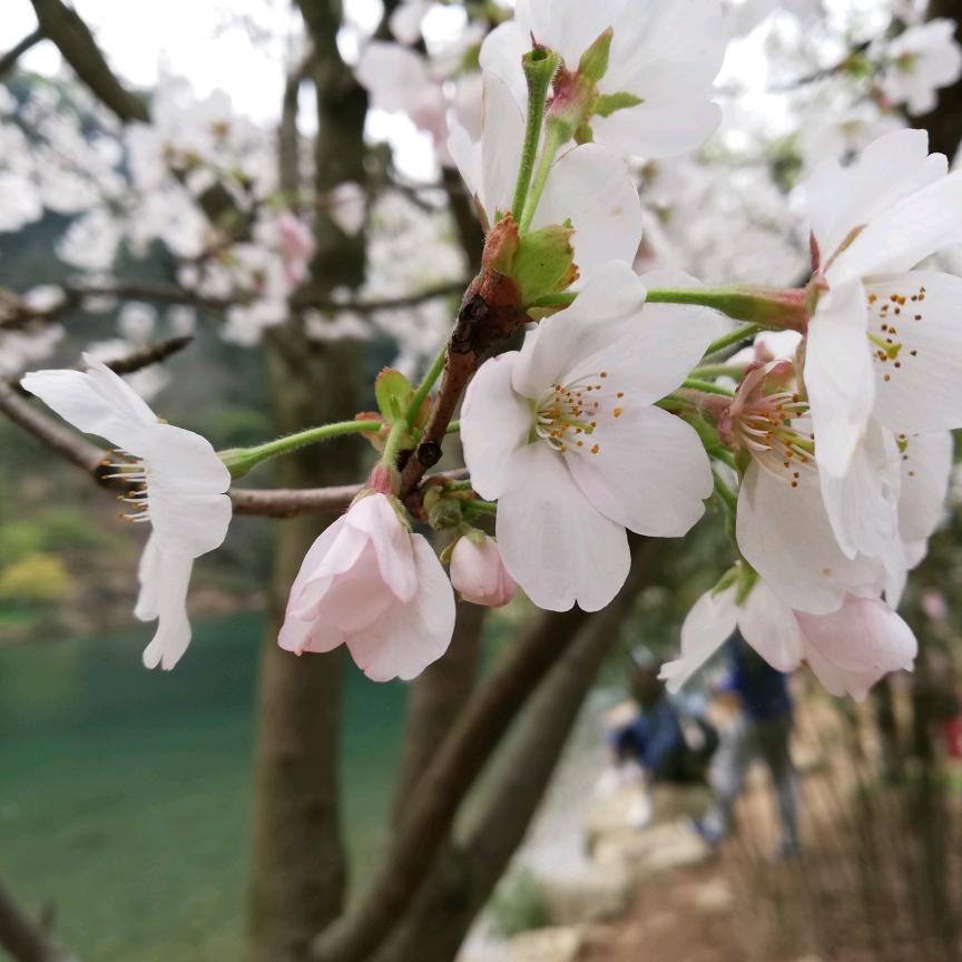 花涵