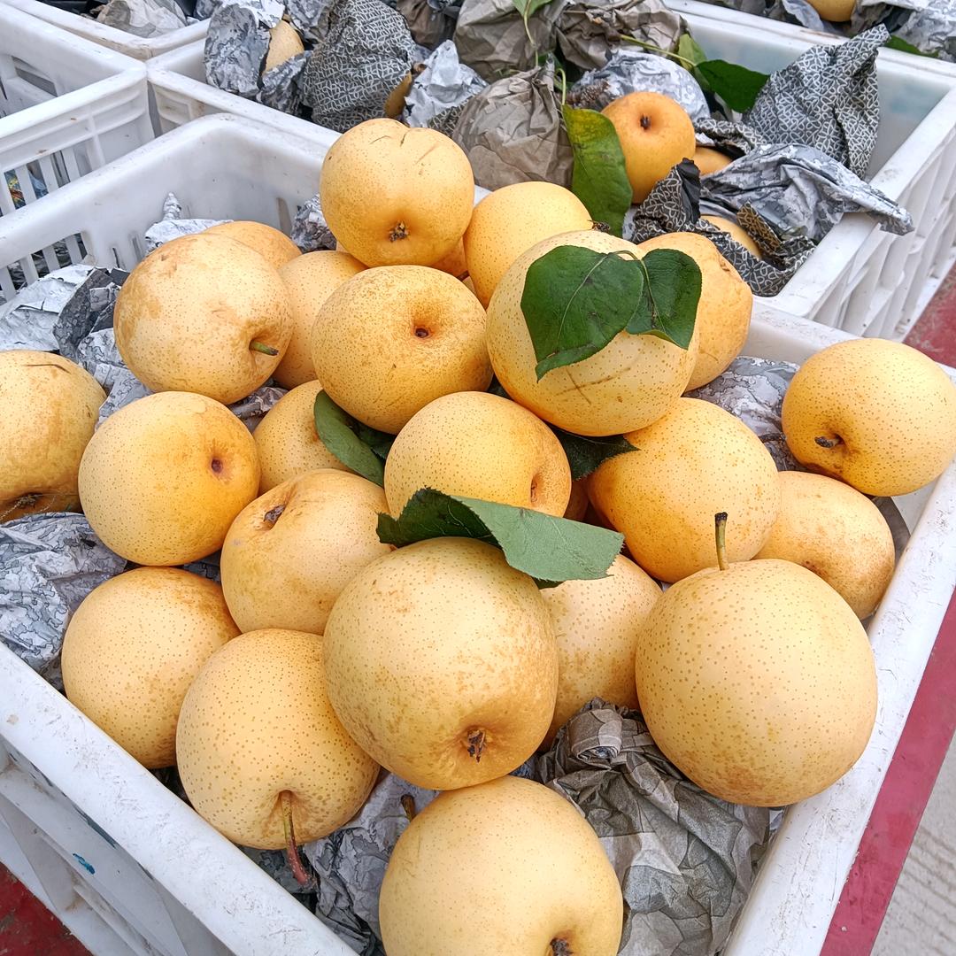 三红黄金梨踩摘园，大量上市欢迎新老客户前