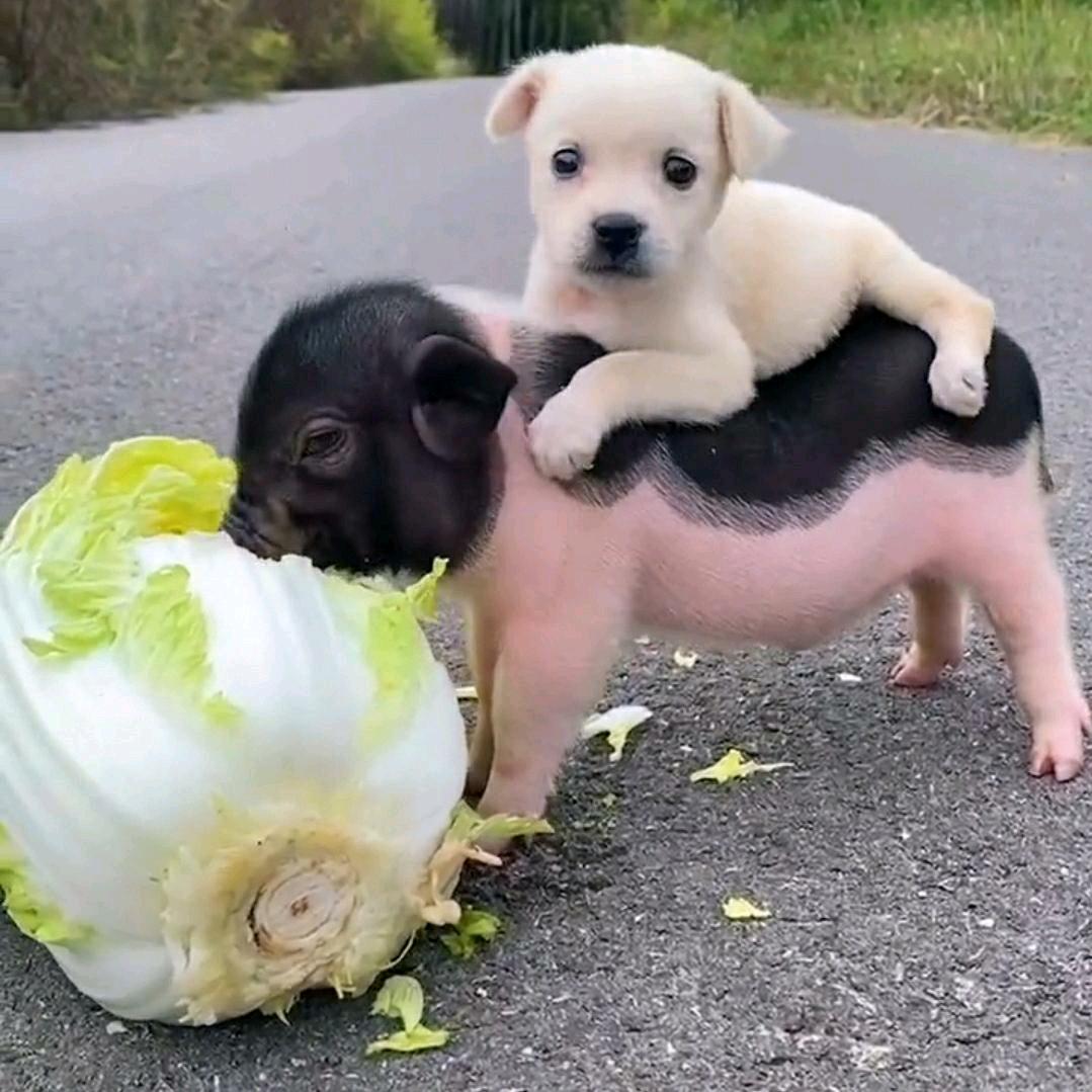 阿加西