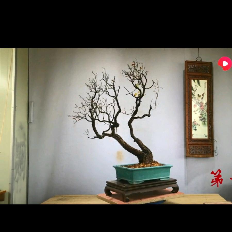 舞梦园黄栌盆景