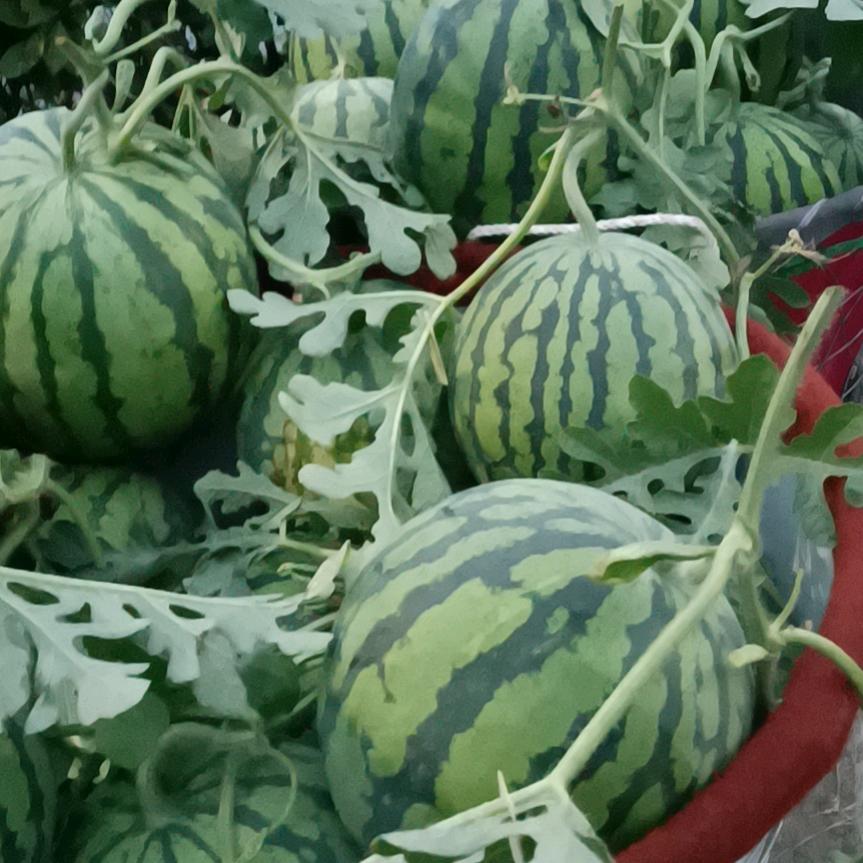 混子哥🌸🌸🌸🙏🌹