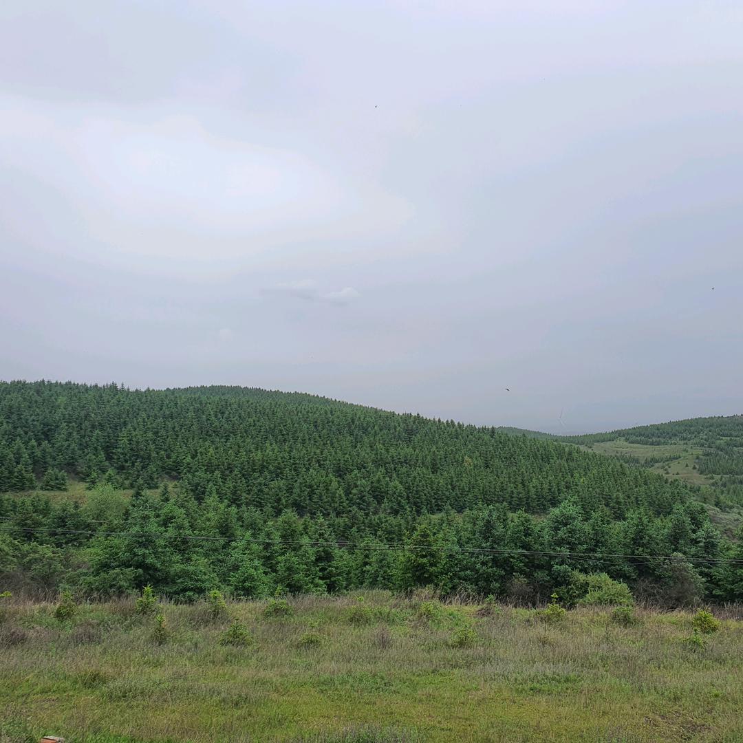 Mr  Zhang  限量版