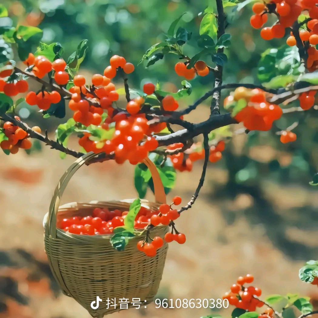 如意姐姐