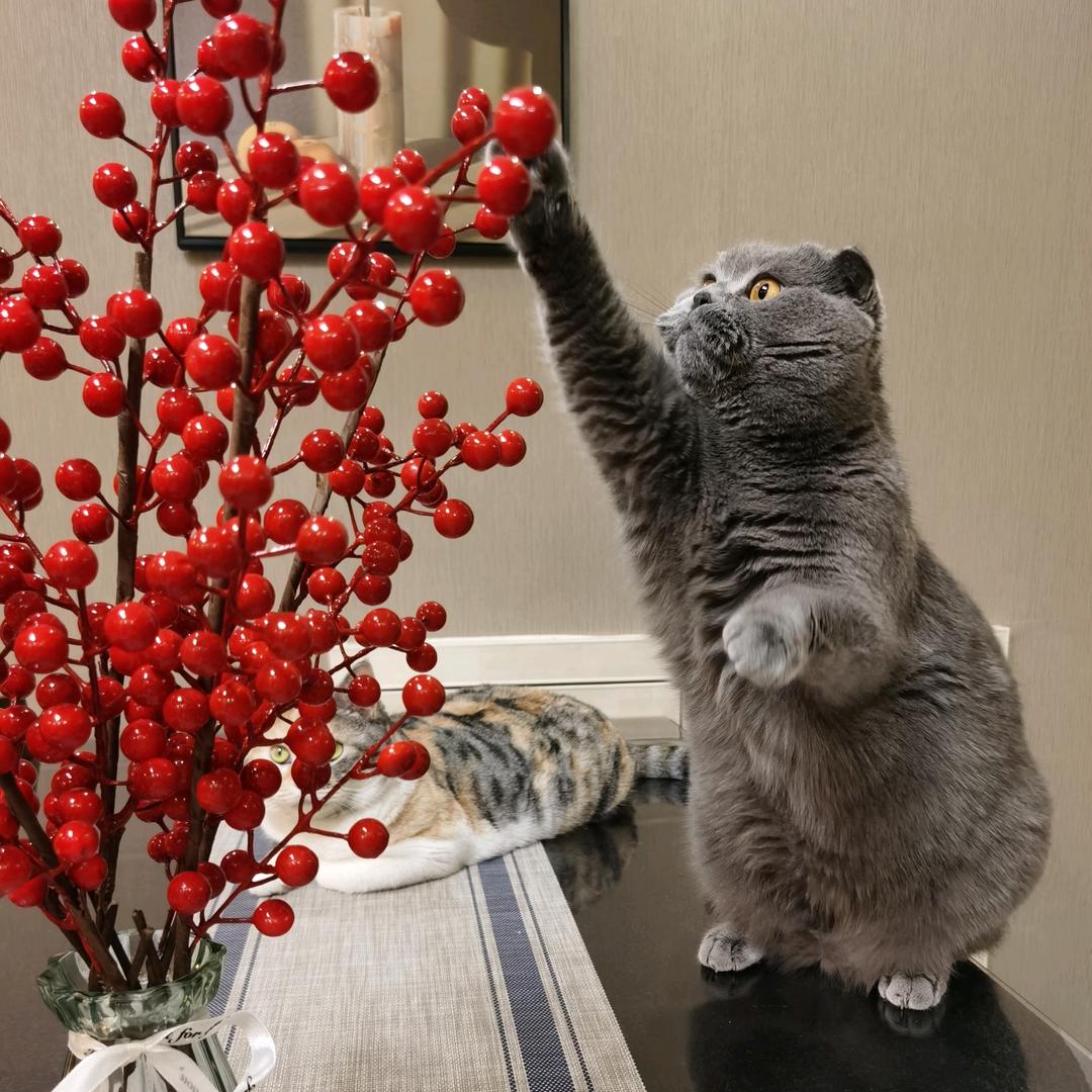 大腕么么哒