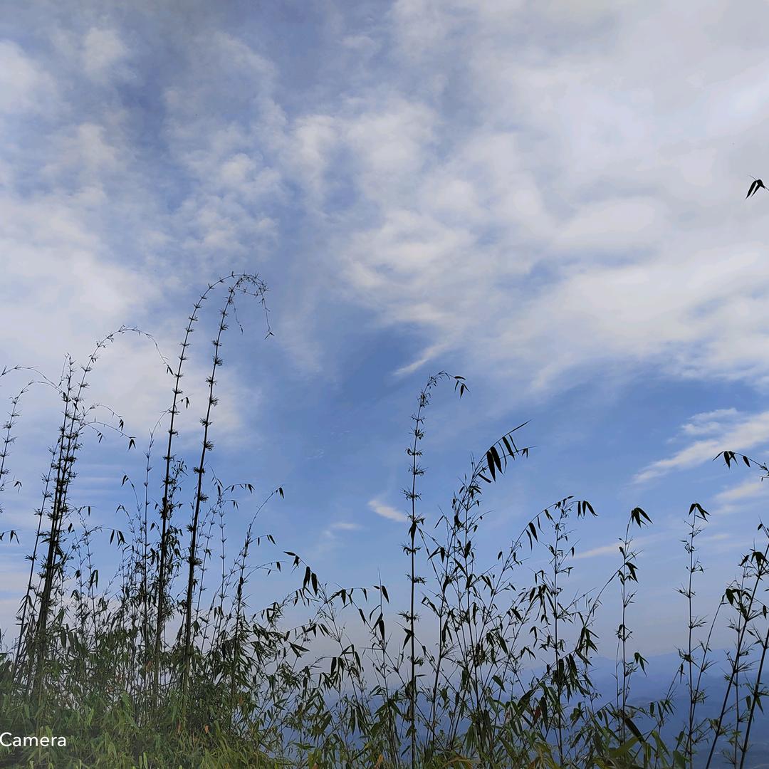 ♡香草味气泡🌿
