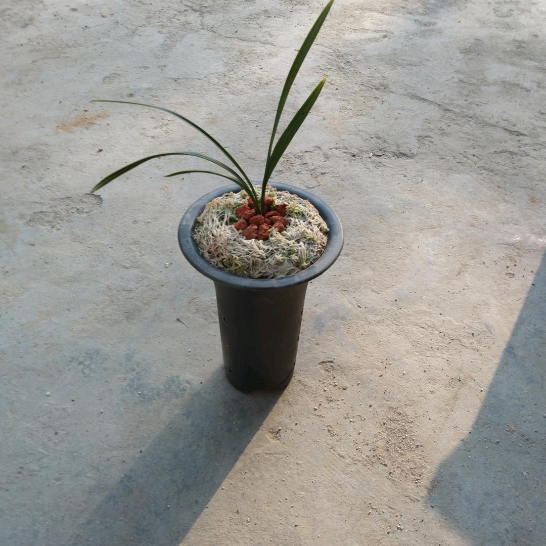 杨叔shu