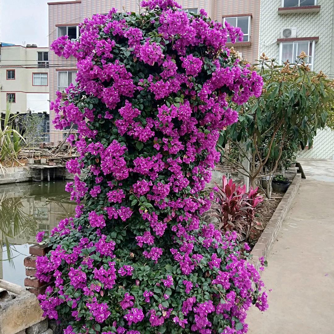 赵忠诚