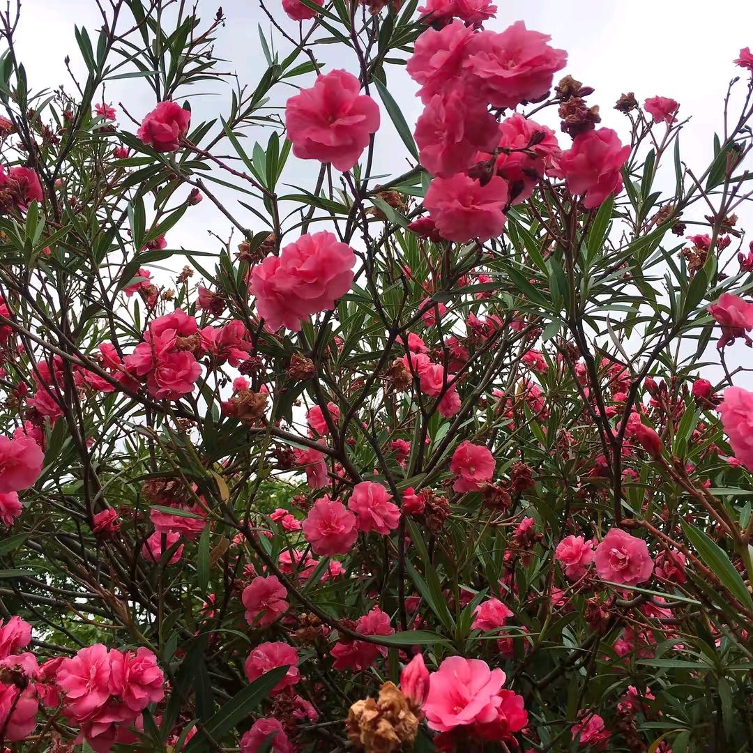 香水百合＼(`Δ’)／