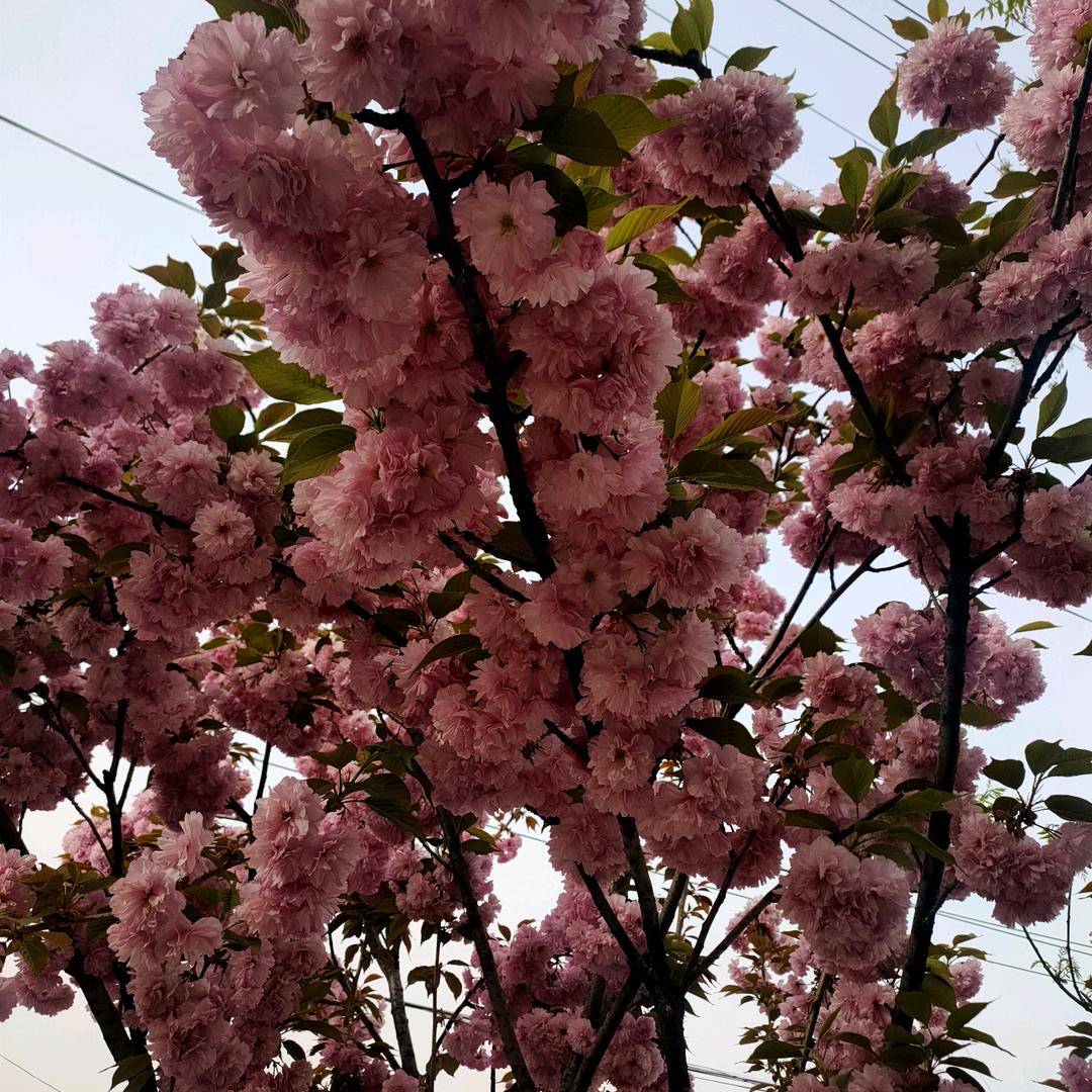 从心开始《好物分享》⁹⁸⁵