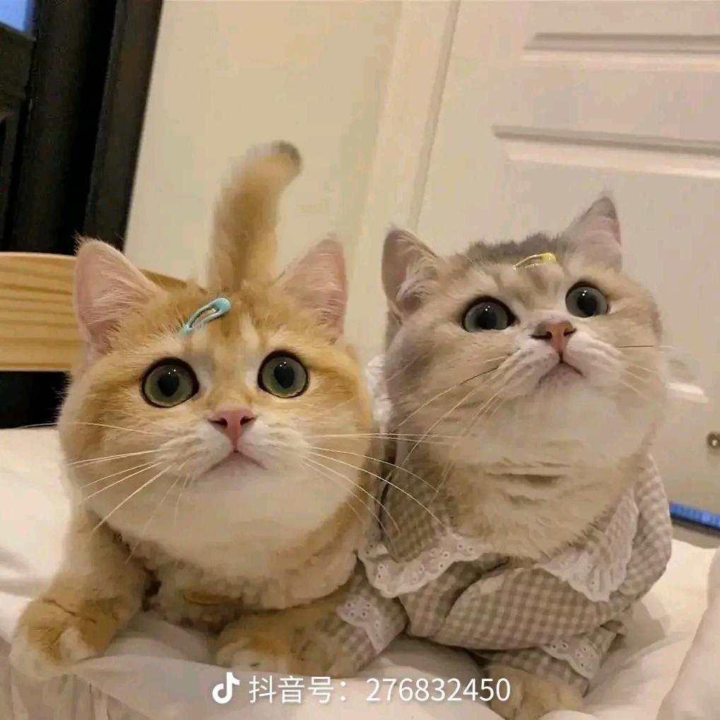 君木