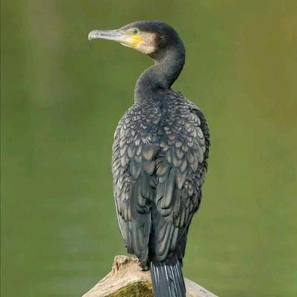 鱼鹰子（传统野钓）