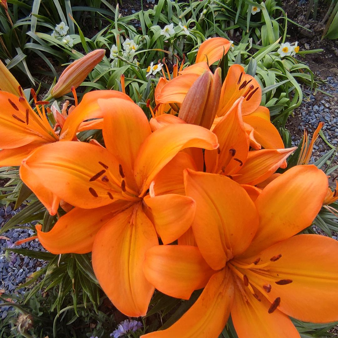 木棉花