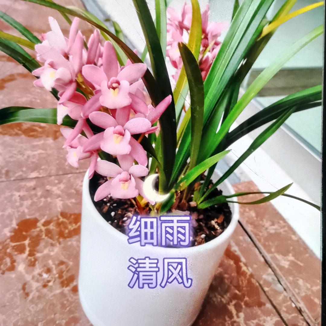 细雨清风
