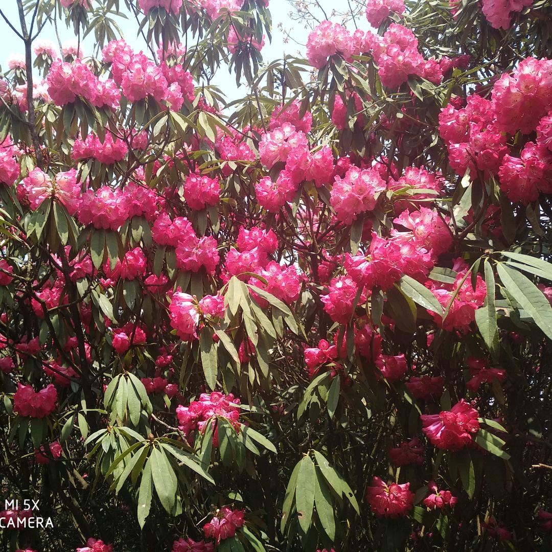 梅艳芳非