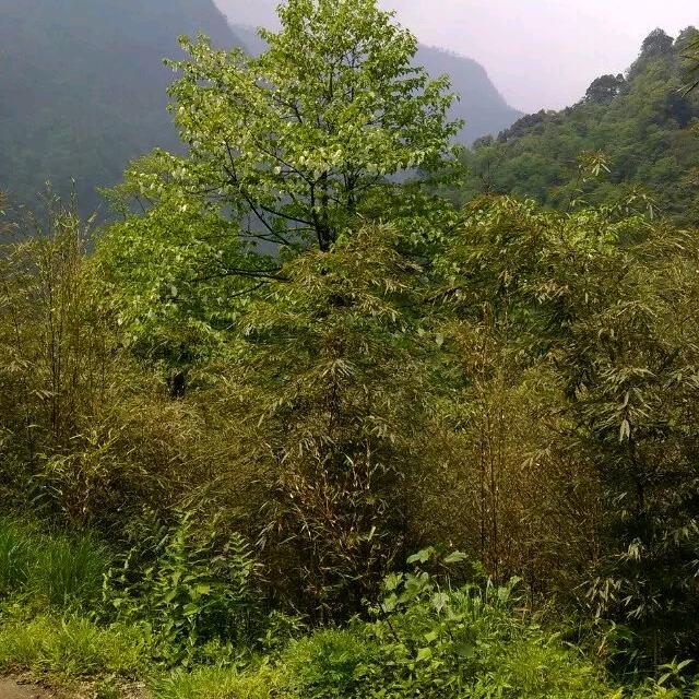 顺其自然，（拒绝秒赞）