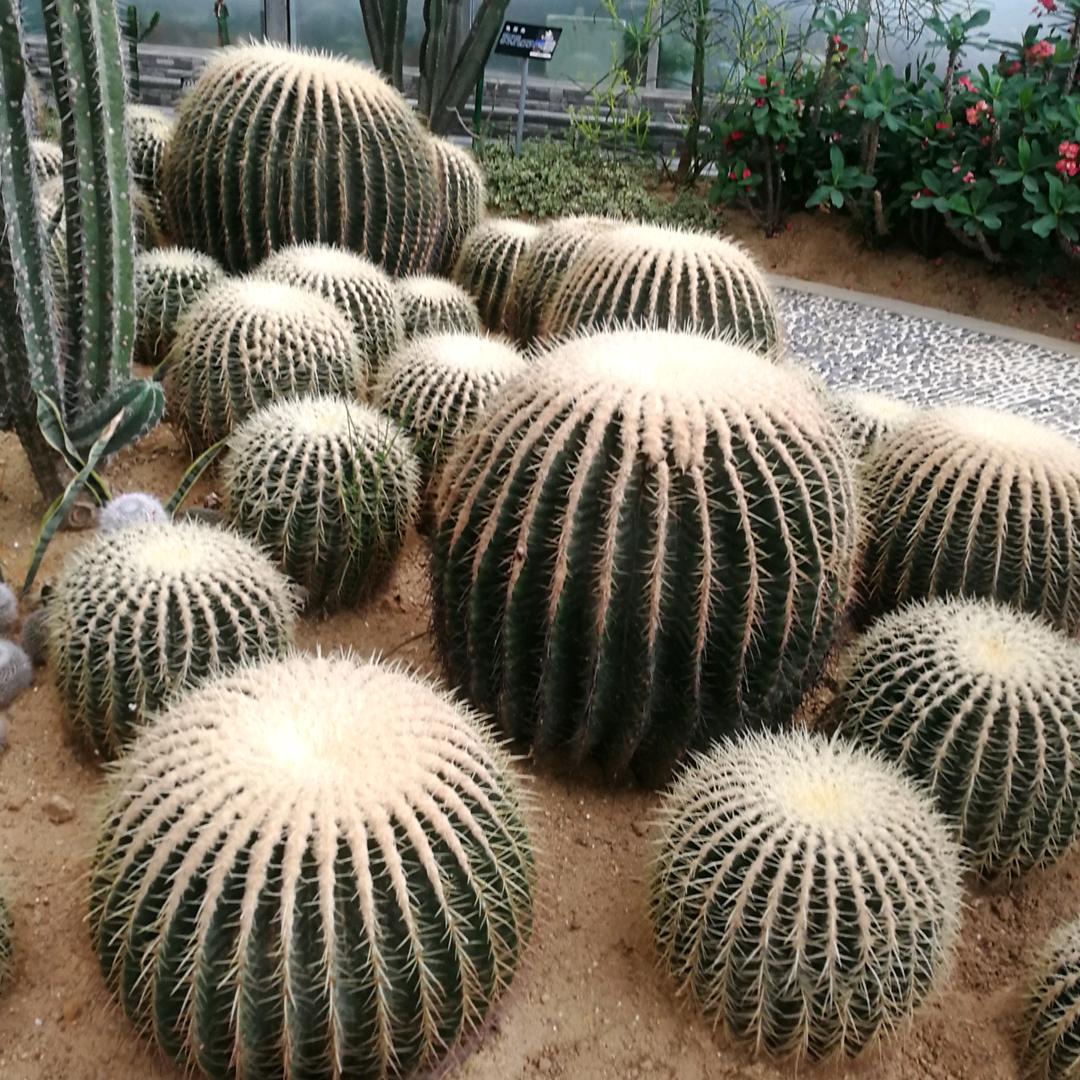 无言无语  吴姐