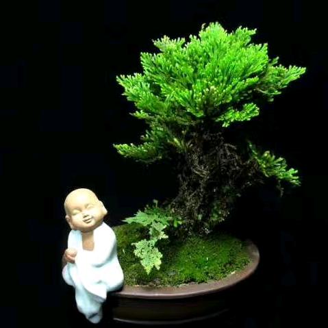 景东永兴苗圃（人生步伐）