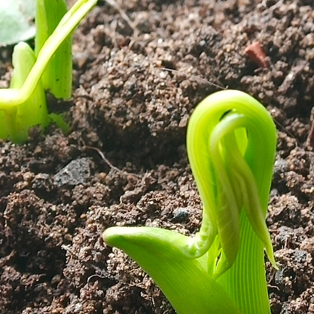 林玲