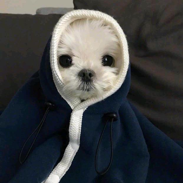 叉叉迪