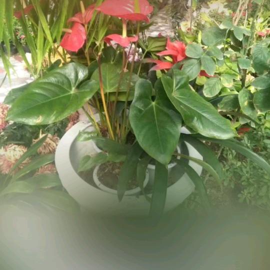 👉美酒💑加💏咖啡 👈