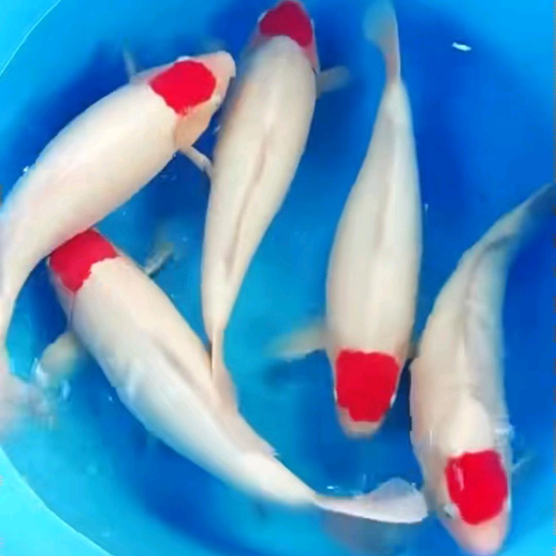 佛山兰微锦鲤(选鱼请私信)
