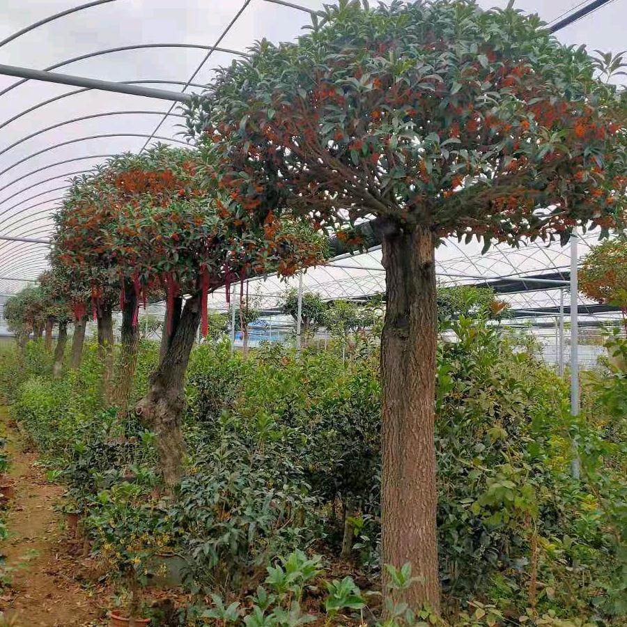 桂花流苏