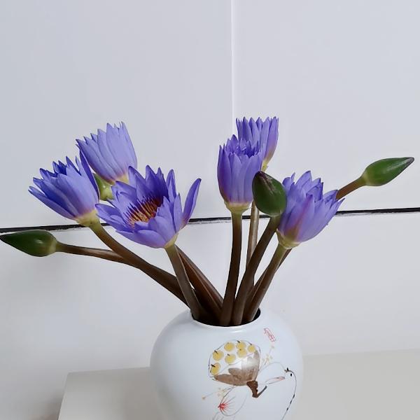 热爱生活的小笨丫