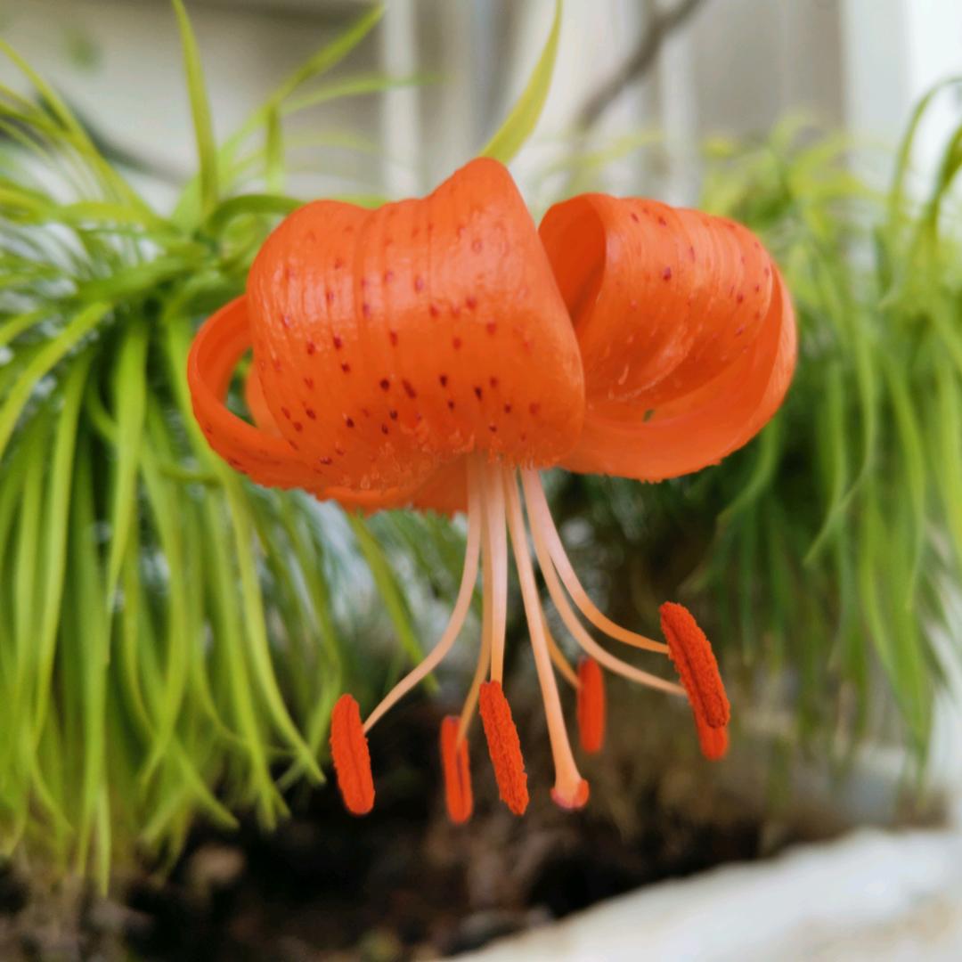 明镜台（医学生的家长）