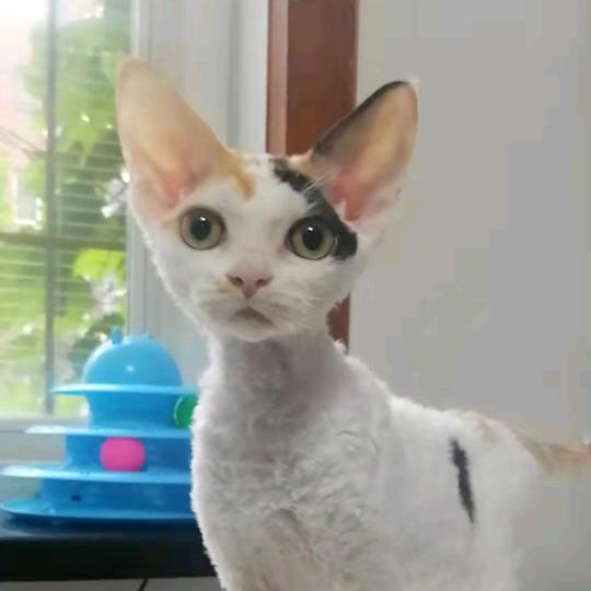 四叔 德文猫（一手养户）