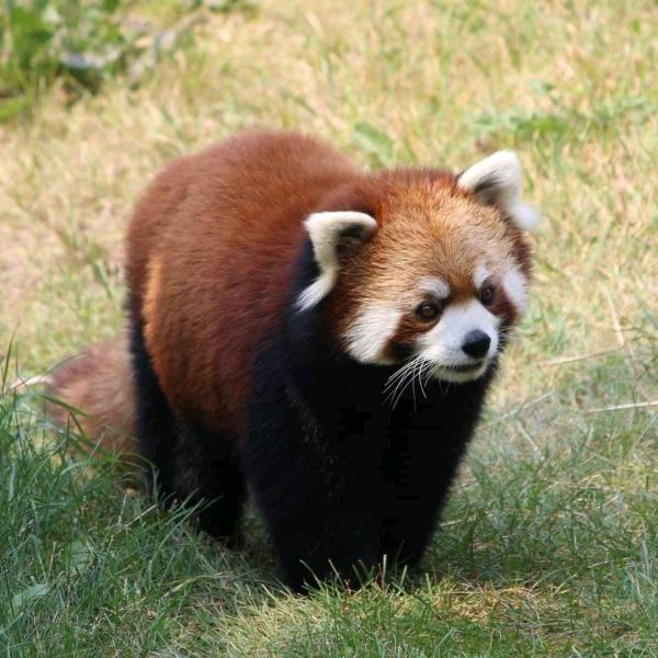 小豆吖