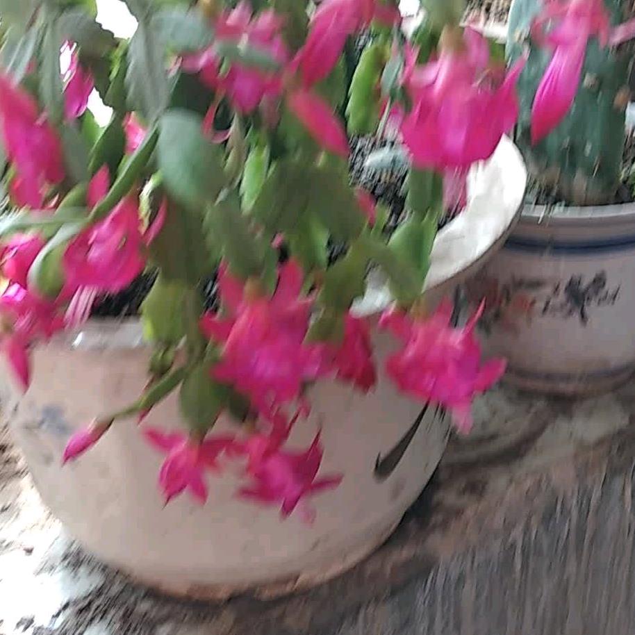 花开花落