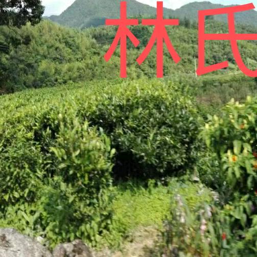 永远